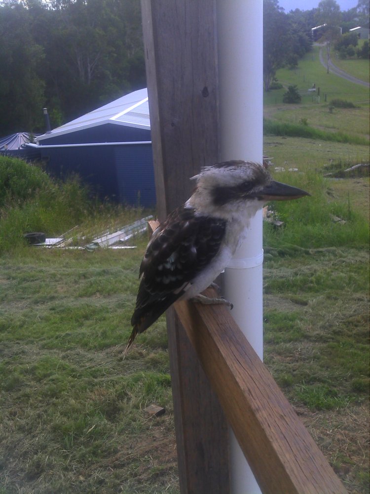 Kookaburra visiting
